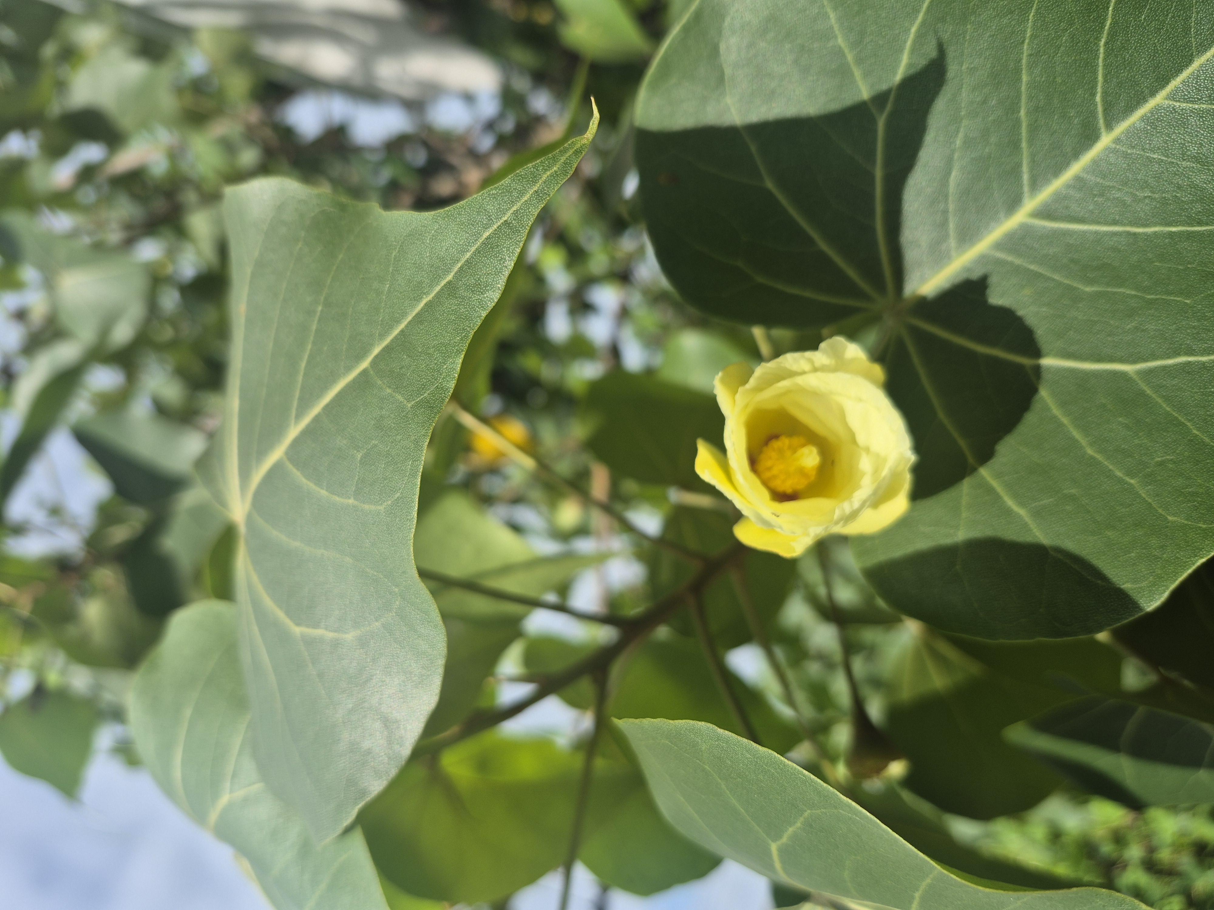 Close view of a yellow flower among green leaves