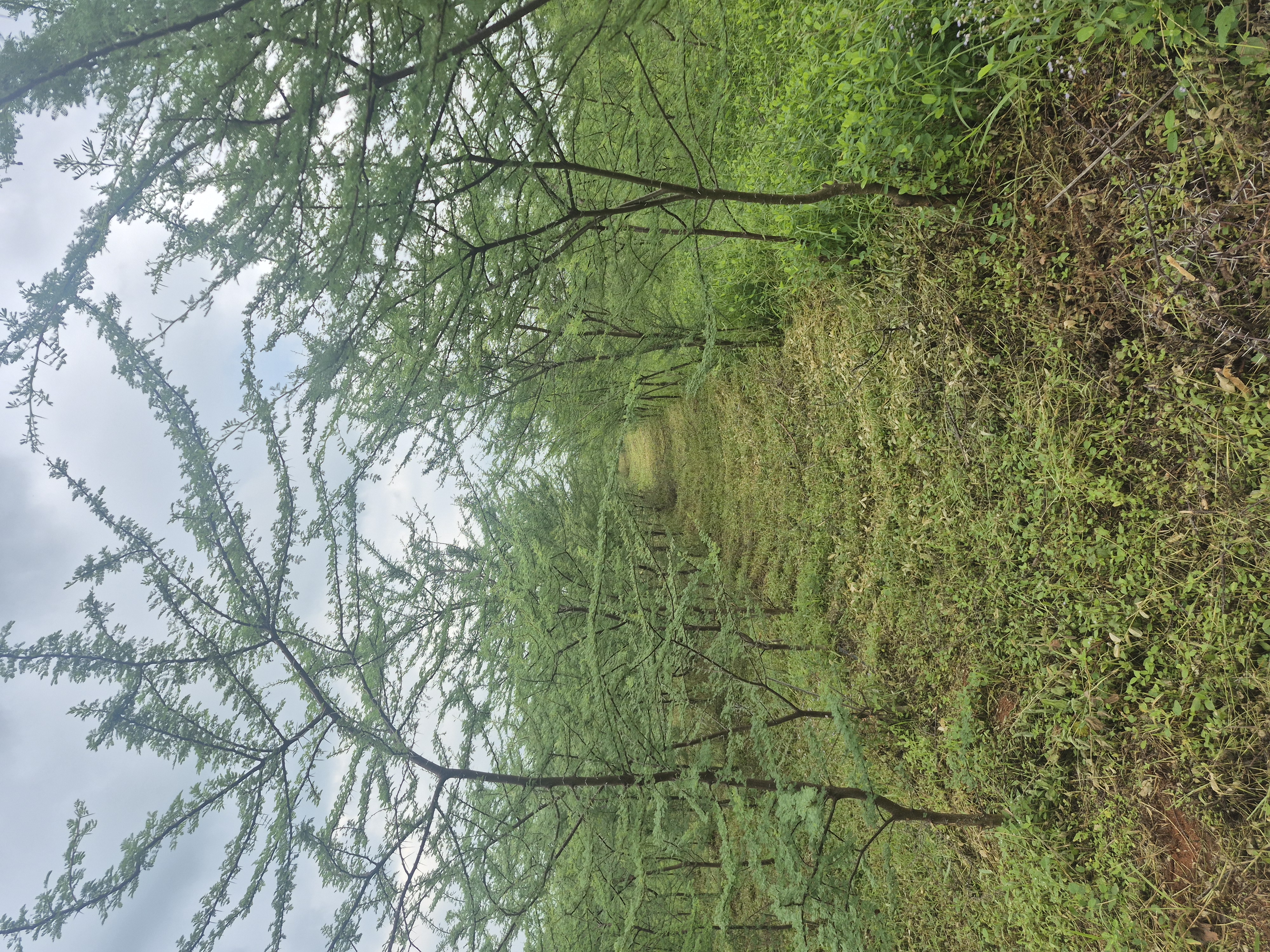 Rows of young trees with a path between them